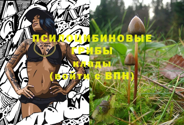 прущие грибы Армянск